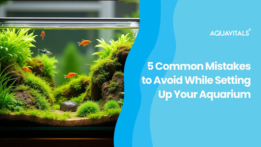 5 Common Mistakes to Avoid While Setting Up Your Aquarium