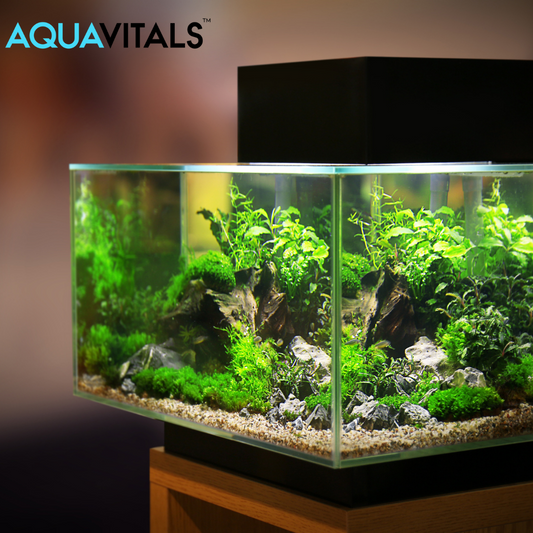 Good Bacteria for Aquariums – A Comprehensive Guide for Aquarium Health