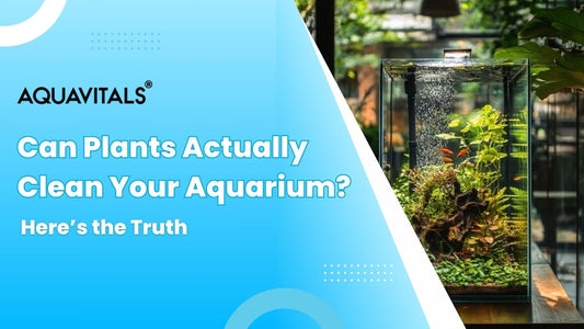 Can Plants Actually Clean Your Aquarium Here’s the Truth