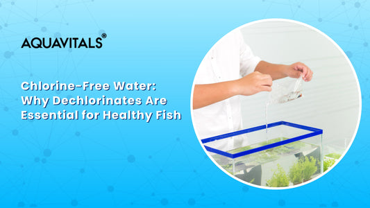 Chlorine Free Water Why Dechlorinators Are Essential for Healthy Fish