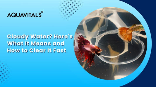 Cloudy Water Here's What It Means and How to Clear It Fast