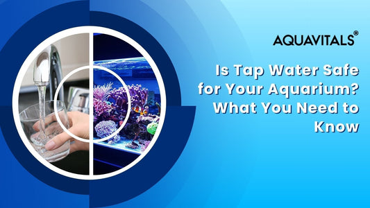 Is Tap Water Safe for Your Aquarium? What You Need to Know