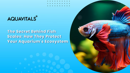 The Secret Behind Fish Scales How They Protect Your Aquarium Ecosystem
