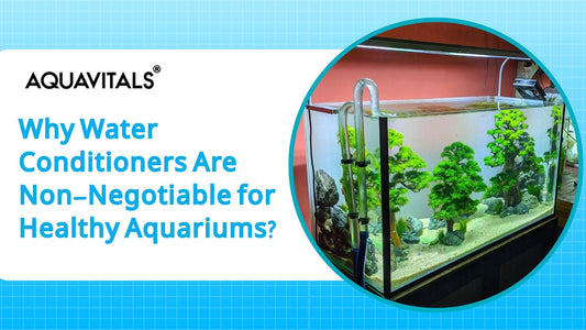 Why Water Conditioners Are Non-Negotiable for Healthy Aquariums