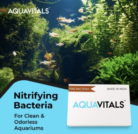 Nitrifying Bacteria - Aquarium Water Conditioner