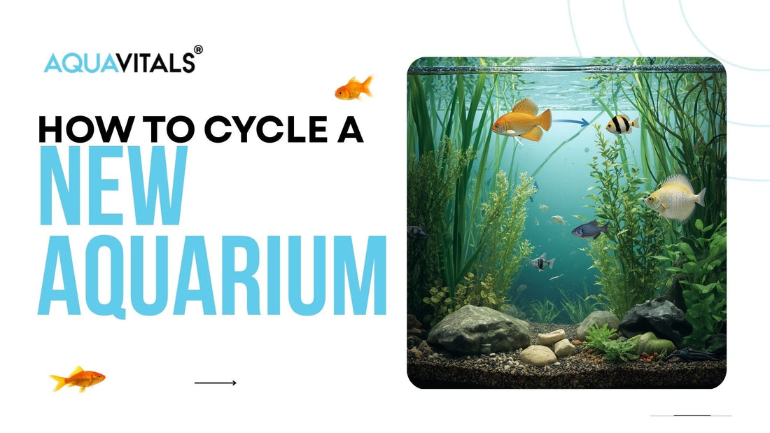 How to Cycle a New Aquarium