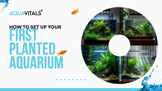 How to Set Up Your First Planted Aquarium: A Step-By-Step Guide For Beginners