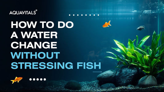 How to Do a Water Change Without Stressing Fish