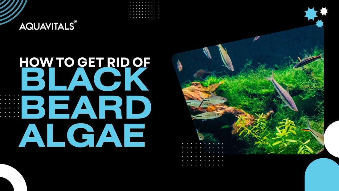 How to Get Rid of Black Beard Algae