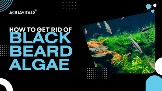 How to Get Rid of Black Beard Algae