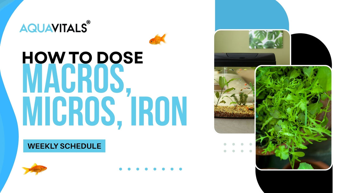 How to Dose Macros, Micros, Iron (Weekly Schedule)