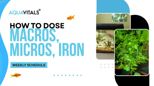 How to Dose Macros, Micros, Iron (Weekly Schedule)