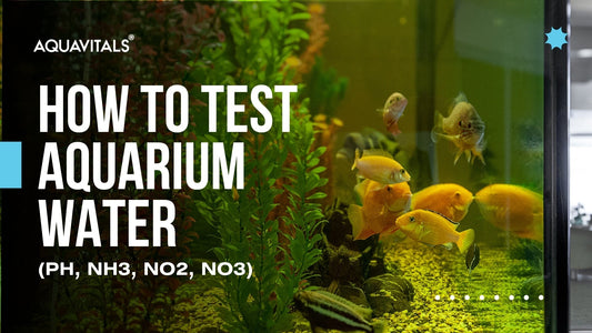 How to Test Aquarium Water (pH, NH3, NO2, NO3)