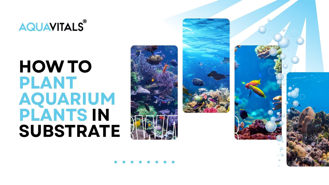 How to Plant Aquarium Plants in Substrate