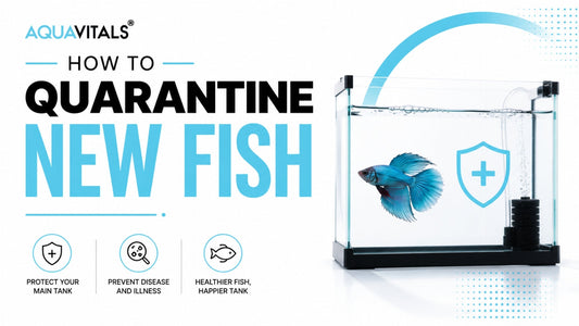How to Quarantine New Fish