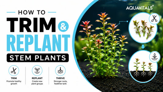 How to Trim and Replant Stem Plants