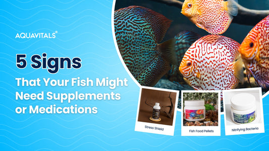 5 Signs That Your Fish Might Need Supplements or Medications