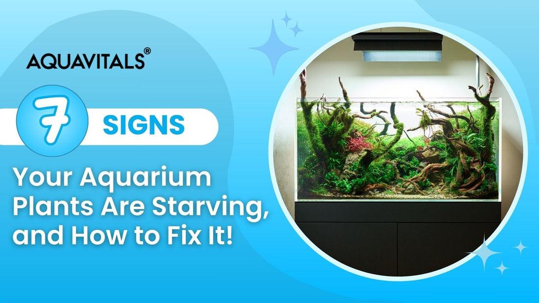 7 Signs Your Aquarium Plants Are Starving And How to Fix It!