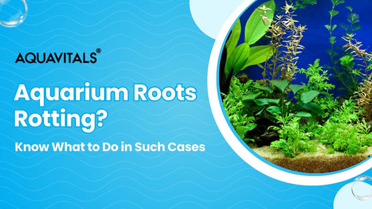 Aquarium Roots Rotting? Know What to Do in Such Cases