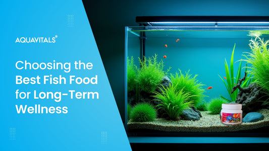 Choosing the Best Fish Food for Long-Term Wellness