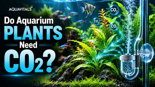 Do Aquarium Plants Need CO2?