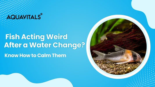 Fish Acting Weird After a Water Change? Know How to Calm Them