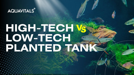 High-Tech vs Low-Tech Planted Tank