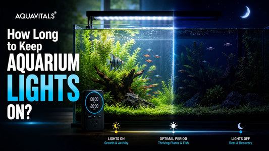 How Long to Keep Aquarium Lights On?