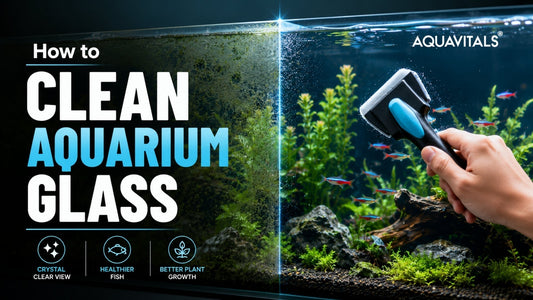 How to Clean Aquarium