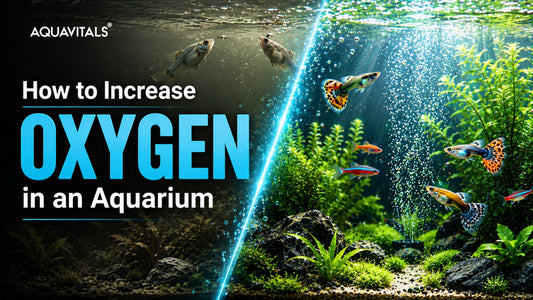 How to Increase Oxygen in an Aquarium