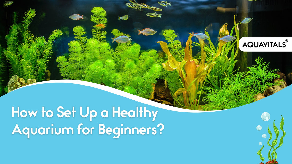 A Step-by-Step Guide on How to Set Up a Healthy Aquarium for Beginners ...