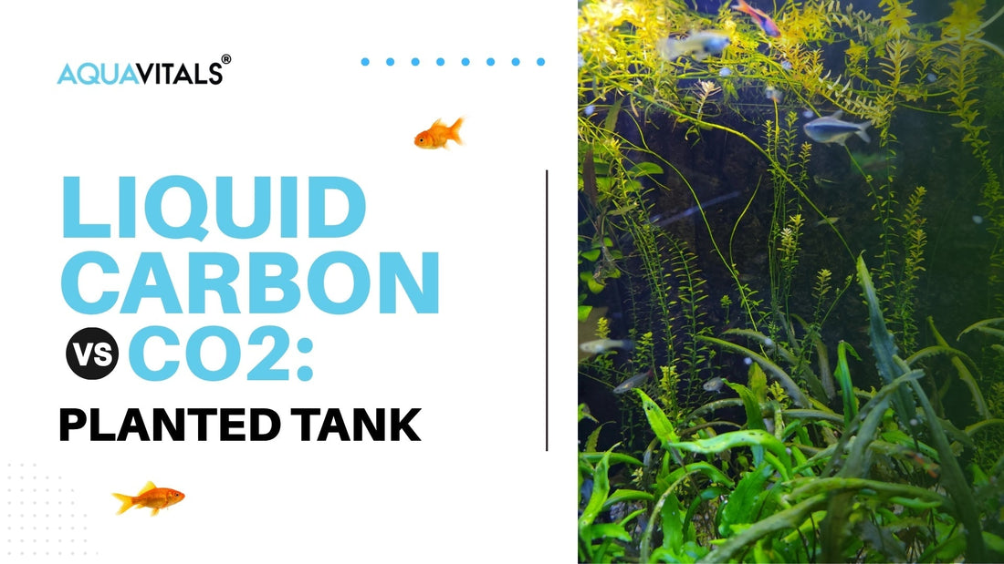 Liquid Carbon vs CO2 in Planted Tanks: Which Is Better for Indian Aquariums?