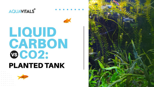Liquid Carbon vs CO2 in Planted Tanks: Which Is Better for Indian Aquariums?