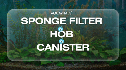 Sponge Filter vs HOB vs Canister
