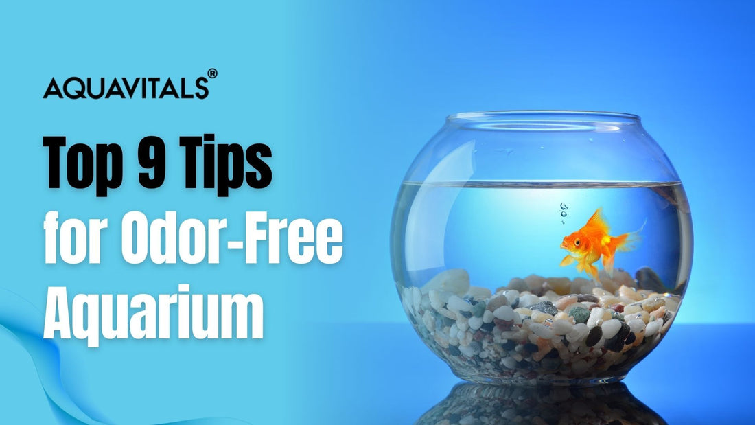9 Tips to Keep Your Aquarium Odor Free and Fresh!