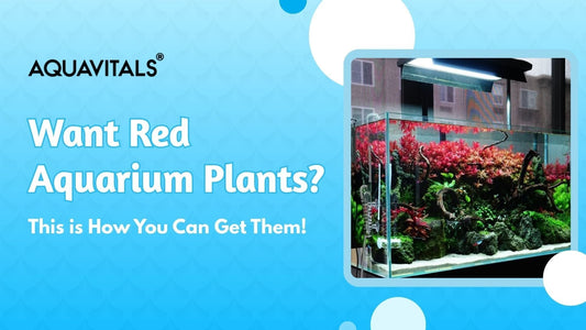 Want Red Aquarium Plants This is How You Can Get Them!