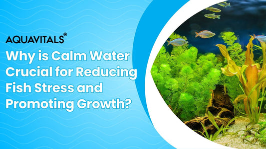 Why Calm Water is Crucial for Reducing Fish Stress and Promoting Growth