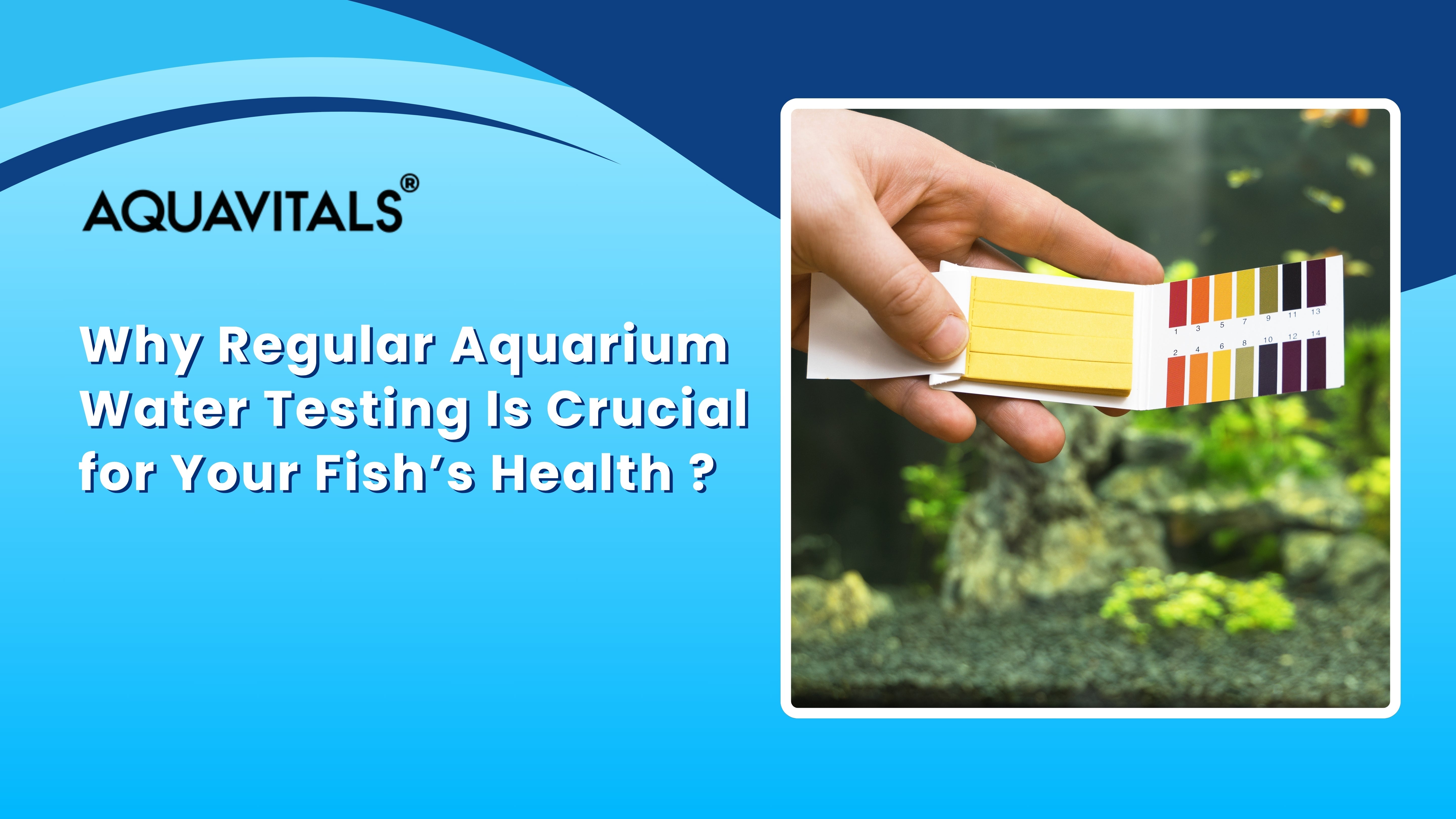 Animal Testing Fish Why Regular Aquarium Water Testing Is Crucial for Your Fish’s Health ...