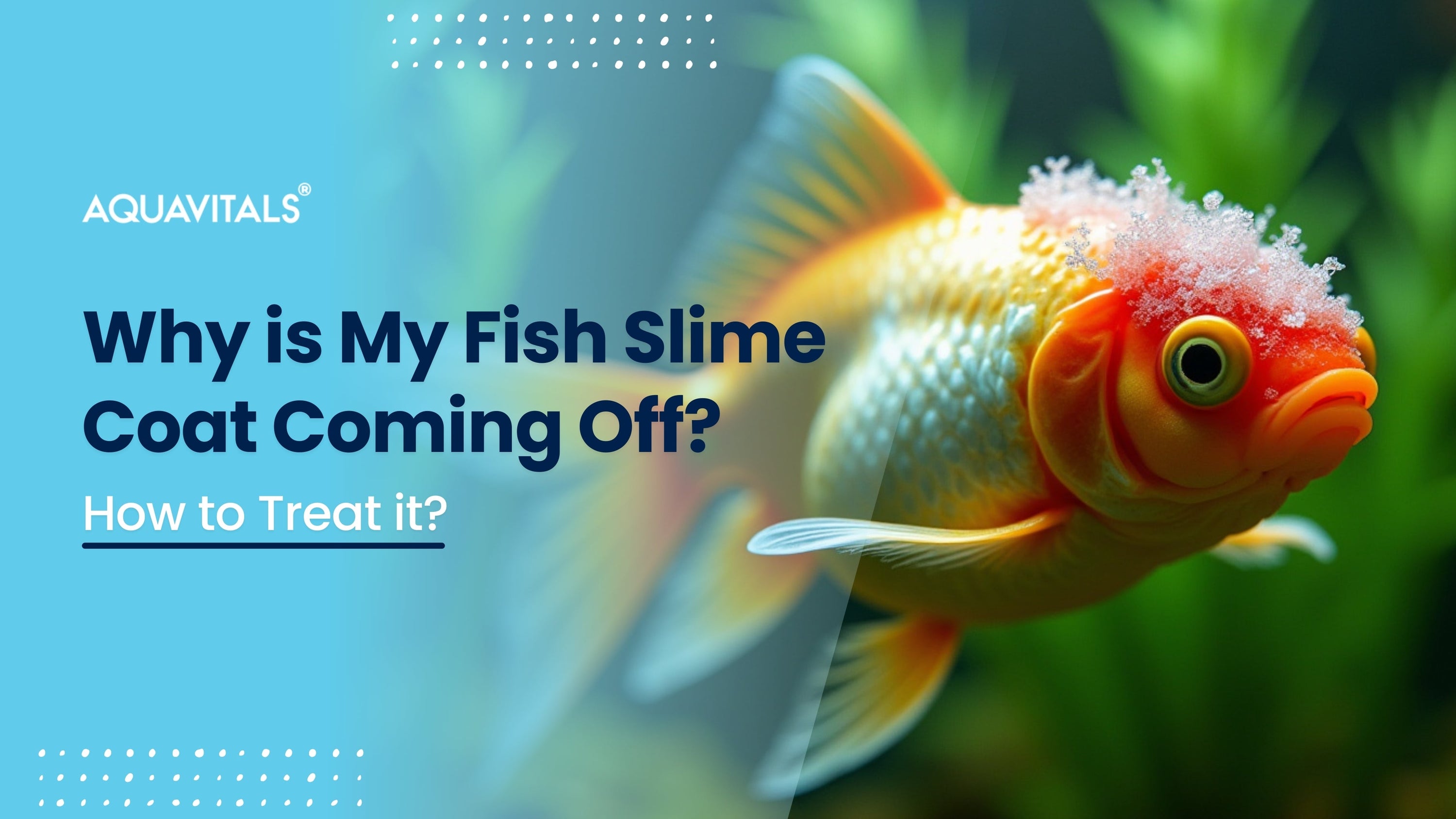 Why is My Fish’s Slime Coat Coming Off? How to Treat It? – AquaVitals
