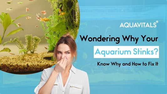 Wondering Why Your Aquarium Stinks? Know Why and How to Fix It